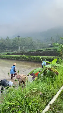 Nggonmu musim opo cah wisan#petaniindonesia🇮🇩🇮🇩🇮🇩🌿🌿 #wonogiri24jam #fyppppppppppppppppppppppp #fypage 
