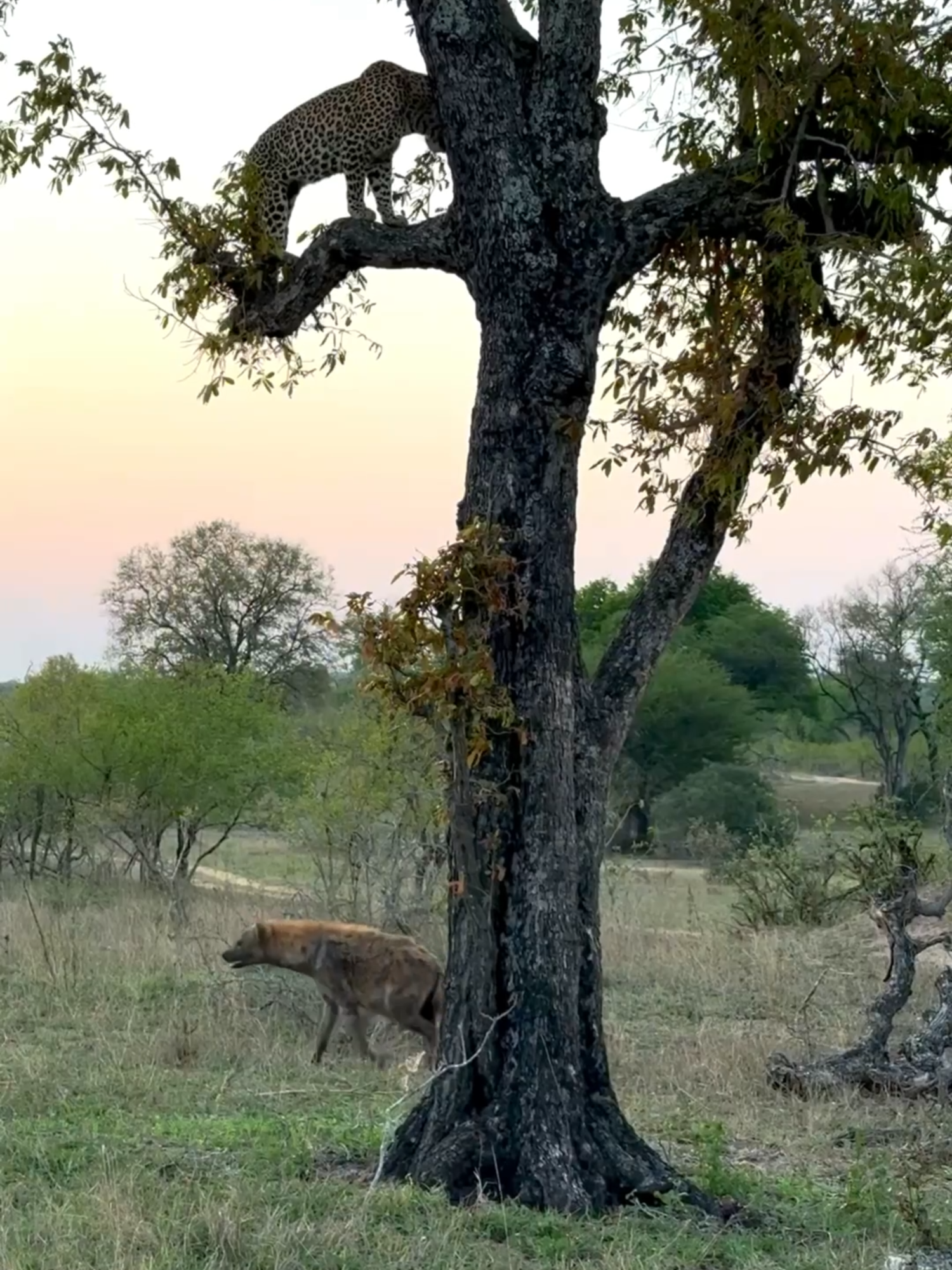 The Nkoveni female leopard watches from above as hyenas circle below. 🐆🌿 #wildlife #wildlifephotography #leopard #hyena #southafrica #safari #nature #catsoftiktok
