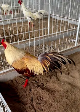 Đừng vội đánh giá người khác khi bạn chỉ thấy được bề ngoài của họ . Chúc ae xem gà vui vẻ #gada #xuhuongtiktok #gachoivietnam 