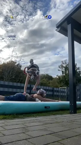 Video with @yumifurr🌀🐾 at my place! 🪐  #therian #fyp #videoviral #theriantrophy #publicquads 