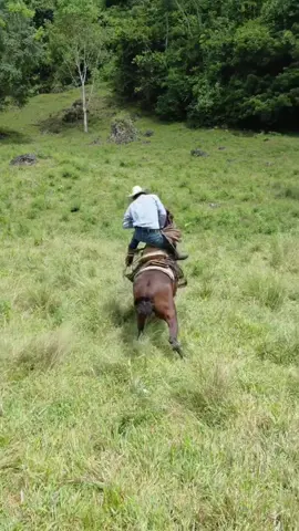 #amazing #caballos #cavalos #foryoupage #horses 