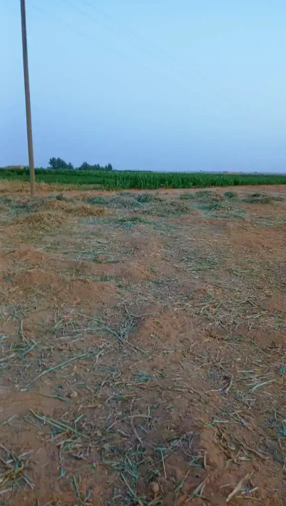 #الشدادي 