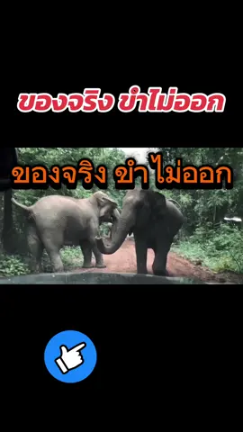 มีโอกาสได้เข้าไปทำงานในเขตอนุรักษ์พันธุ์สัตว์ป่าซับลังกา เจอเจ้าถิ่นของจริง ตัวเป็นๆถอยได้ถอยครับ😅