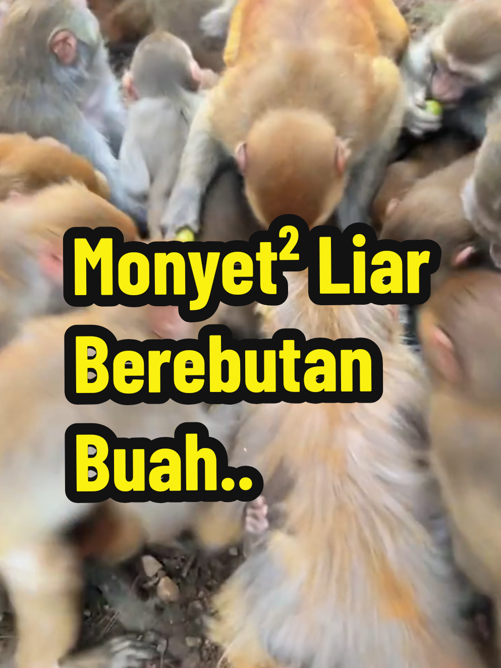 Lihatlah adegan seru dan menggemaskan saat ratusan monyet liar berkumpul untuk menikmati makanan gratis! Dalam video ini, sekelompok monyet, dari yang dewasa hingga anak-anak, berebut buah-buahan hijau yang disediakan di atas keranjang plastik. Mereka saling dorong, loncat, dan bahkan memanjat satu sama lain demi mendapatkan gigitan pertama. Adegan ini terjadi di tengah hutan, dengan latar belakang pepohonan hijau dan tanah berdebu, menciptakan suasana alami yang penuh kehidupan. Tidak hanya lucu, video ini juga menunjukkan perilaku sosial monyet yang sangat kompetitif namun tetap menyenangkan untuk ditonton. Cocok buat kamu yang butuh hiburan ringan dan senyum pagi hari! English - Watch the hilarious and adorable chaos as hundreds of wild monkeys gather to feast on free food! In this video, a troop of monkeys, from adults to babies, scramble over each other to grab green fruits placed in plastic baskets. They push, jump, and even climb on one another just to get the first bite. The scene unfolds in a forest setting, with lush trees and dusty ground creating a vibrant natural backdrop. Not only funny, this clip also reveals the highly competitive yet entertaining social behavior of monkeys. Perfect for anyone needing a light-hearted laugh or morning pick-me-up! #MonyetGemes #AksiMonyetBerebutMakanan #LucuBanget #HewanLiarDiAlam #ViralMonyet 