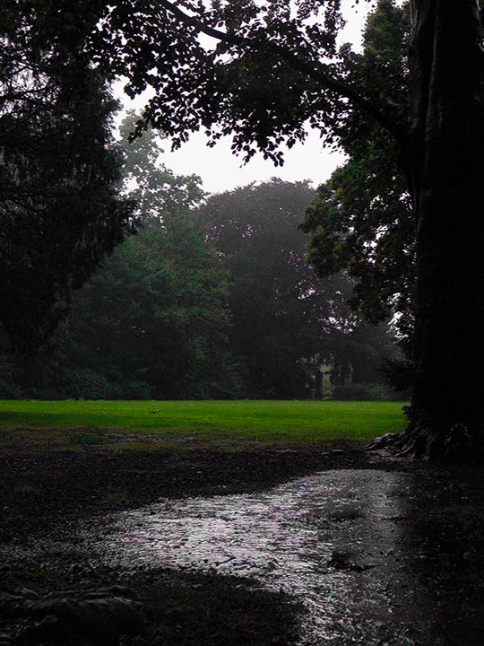 Under Gigantic Trees, the Rain Falls Softly and Thunder Sings in the Distance #rain #sleep #asmr #relaxing #camping