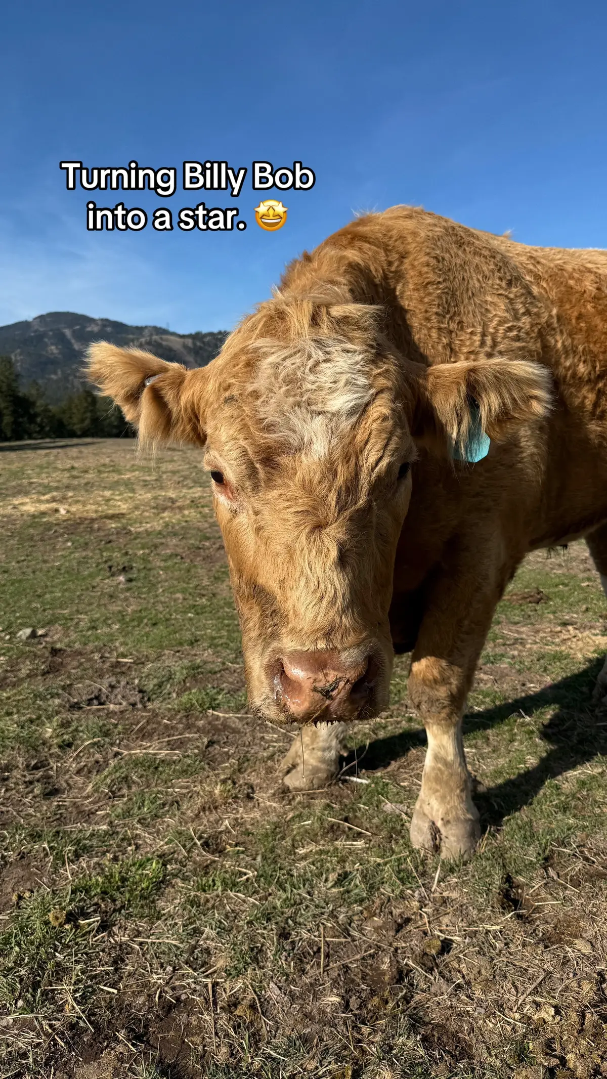 Billy Bob was abandoned by his mom as a calf, but he’s been living his best life on @RiverView Ranch MT as the only male cow on the ranch. We can’t wait to see him again. 🥰   #billybob #montana #cowsontiktok 