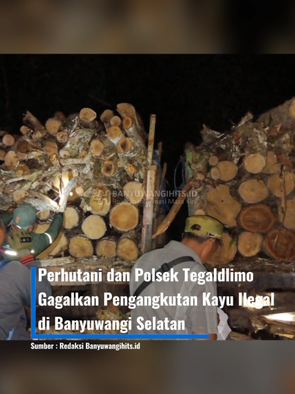 Tim gabungan dari Perhutani KPH Banyuwangi Selatan bersama Polsek Tegaldlimo berhasil menggagalkan aksi pengangkutan kayu jati ilegal di luar kawasan hutan Perhutani pada Kamis (23/10/2025) sore.  Dalam operasi tersebut, petugas mengamankan empat unit kendaraan rakitan jenis grandong yang memuat kayu jati gelondongan di Dusun Kutorejo, Desa Kalipait, Kecamatan Tegaldlimo, Banyuwangi. Wakil Administratur (Waka Adm) Perhutani Banyuwangi Selatan, Giman, menjelaskan bahwa operasi ini berawal dari laporan informan terkait aktivitas mencurigakan di kawasan RPH Kalipait, BKPH Blambangan. “Sekitar pukul 16.00 WIB kami mendapat informasi ada empat unit grandong yang keluar dari kawasan hutan membawa muatan kayu jati gelondong yang ditutup dengan ranting. Kami langsung menuju lokasi dan melakukan pembuntutan,” ungkap Giman dalam laporannya. #news  #beritaterkini  #beritabanyuwangi  #banyuwangihitsid 