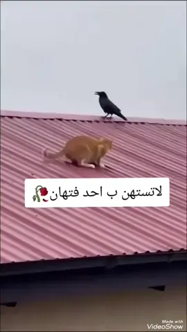#حركة_إكسبلور 