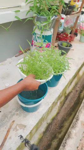 Cara tambau baja AB dalam tanaman Hidroponik.  #kangkung #hidroponik #bajaab #tanaman #berkebun