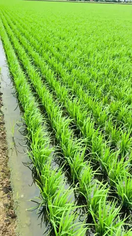 Y awal tanam genap 1bulan y kemudian 18hari #petanimoden #M9540 #faiterpadi🌾🌾🌾🌾 #petanimuda #djit25 