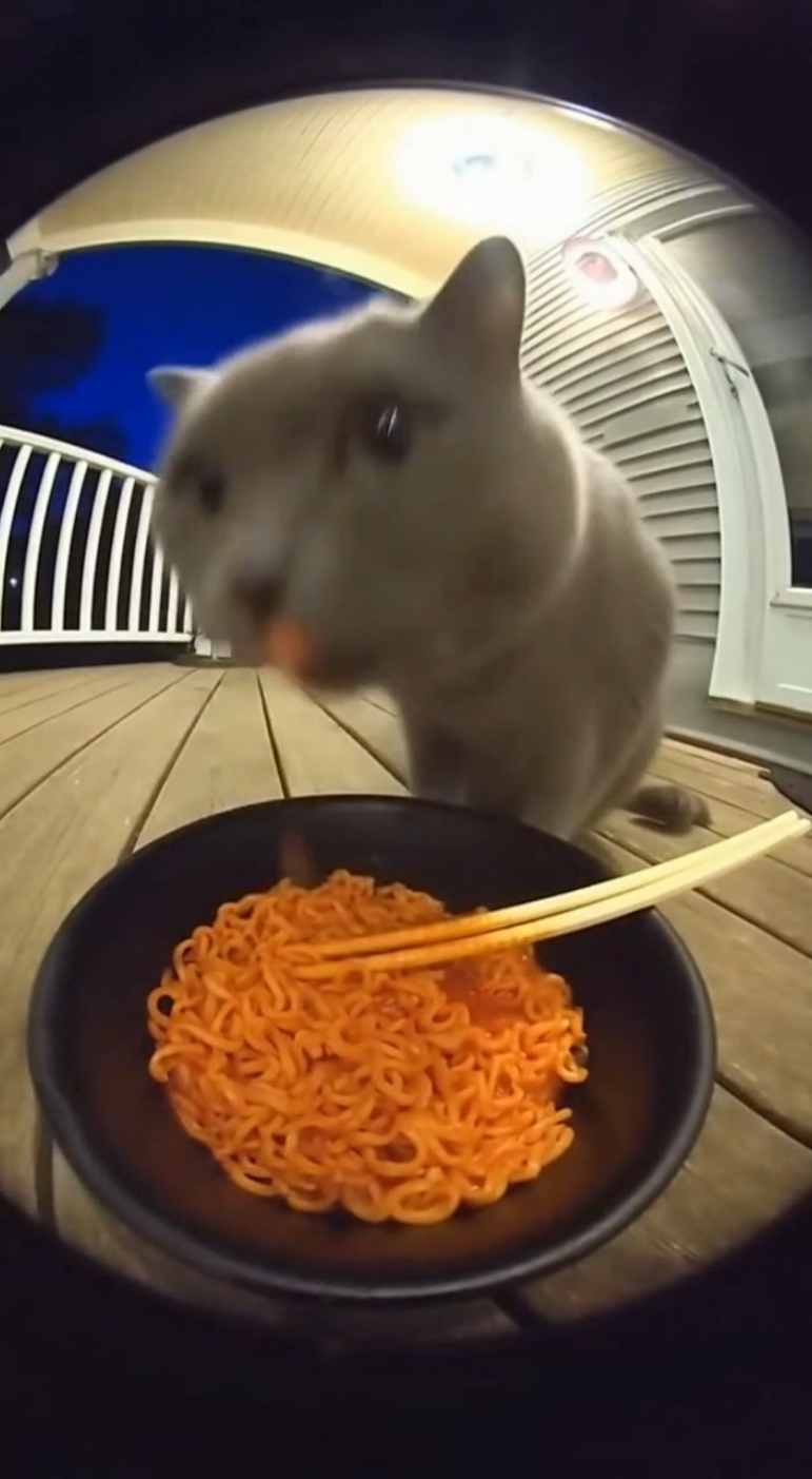 Security Camera Catches Cat’s Hilarious Reaction After Trying Spicy Buldak for the First Time 🔥🐱