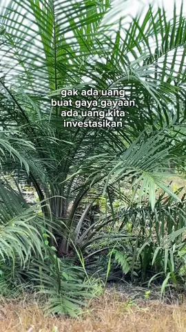 Investasi jangka panjang buat masa depan🔥🔥🔥                       #kulisawit🌴 #kebunsawit #petanisawitindonesia🇮🇩🇮🇩🇮🇩🌴 #4u #sawitontiktok 