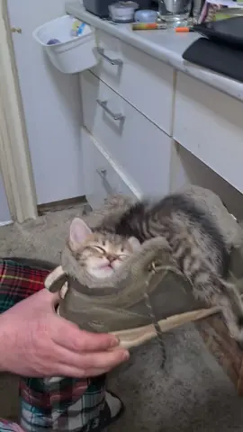 The cat too sleepy and sleeps wherever it goes. 💤#kittens #cute #foryou #cat #catslovers #babiesoftiktok 