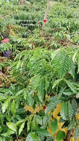 2025 của ae Tây Nguyên sao rồi 