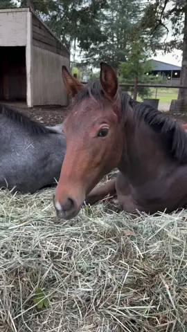 Every sunrise at Helping Hand Horse Sanctuary brings both beauty and heartache. As the morning light breaks over the fields, I’m greeted by the gentle nickers of horses who once knew only fear, neglect, and hunger. Each one has a story — stories of abandonment, abuse, and loss — but here, they’ve found a safe haven, a second chance, and the love they deserve. But behind every peaceful moment lies a constant battle. Hay bales that empty too quickly, vet bills that pile up faster than I can pay them, fences that need mending, shelters that need repair… and the weight of it all is getting harder to carry alone. Every rescued horse depends on daily feed, medical care, farrier visits, and love — and as the sanctuary grows, so does the responsibility. I pour my heart, time, and every bit of strength I have into giving them the life they were once denied, but I can’t do it without help. Helping Hand was built on compassion and hope — but hope alone doesn’t fill a feed bucket or pay for a lifesaving surgery. I’m reaching out today with an open heart, asking for your help to keep this dream alive. Your donation, no matter how small, can change everything for these incredible animals. $5 buys a meal. $20 helps with medicine. $100 covers part of a vet visit. Every act of kindness ripples through this sanctuary, turning heartbreak into healing. Please, if you believe in second chances and the power of love to heal even the deepest wounds, stand with me. Let’s keep these horses safe, healthy, and free. Together, we can be the helping hand they need — the reason they never have to know fear again. 💔🐴❤️ Donate today. Help us continue this mission of love, rescue, and hope. #HelpingHandHorseSanctuary #RescueLoveRepeat #EveryLifeMatters #HorseRescue #DonateToSaveLives