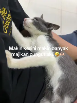 Majikan pungutt🥹🩶 #kucingviral 