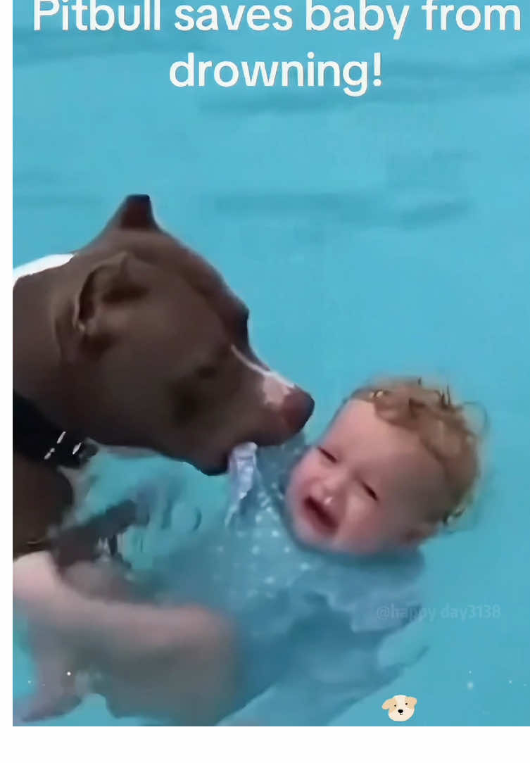 Dog protects baby #dog #fyp #tik tok #baby #protection 