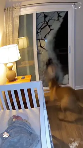 Dog 🐶 and baby 🥰#fyp #tiktok #protect #pet #dog