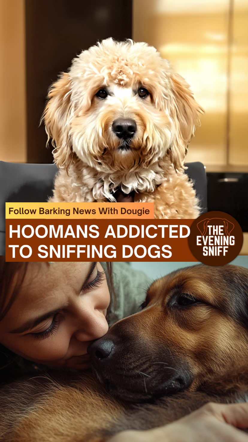 🐾FOLLOW The Evening Sniff for the latest canine news! Hoomans Addicted To Sniffing Dogs #goldendoodle #sharpei #newsparody #funnydogvideos #dogcomedy 