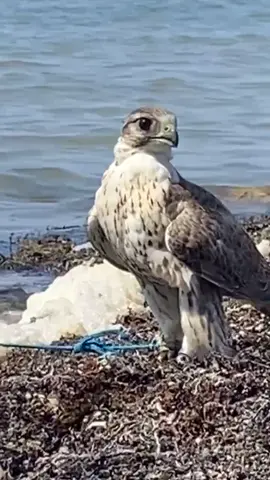 #اكسبلورررررررررررررررررررر💥🌟💥🌟💥💥🌟 