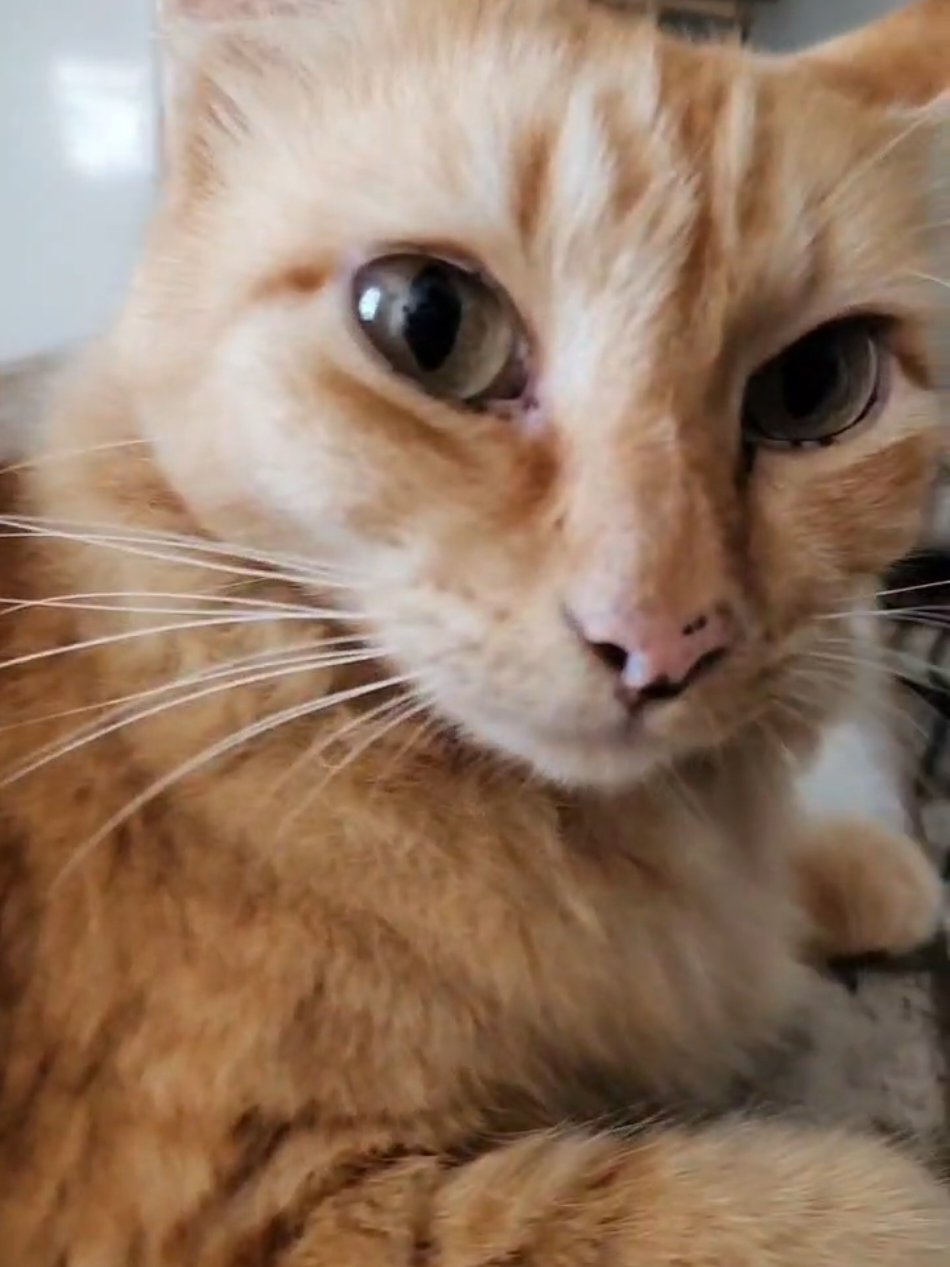 quer é comer, roliço. #cat #gatos #fyppppppppppppppppppppppp #fyp #catsoftiktok 