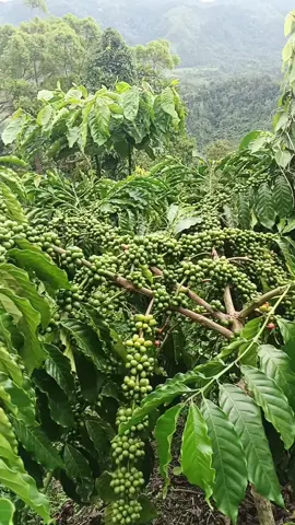 #pypシ  pemulah bos