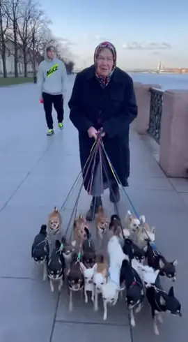 Grandma and 20 chihuahuas chaos 🐾😅 Бабушка и 20 чихуахуа на Неве 🌊🐕 #chihuahua #grandma #saintpetersburg #dogchaos #RRRaf