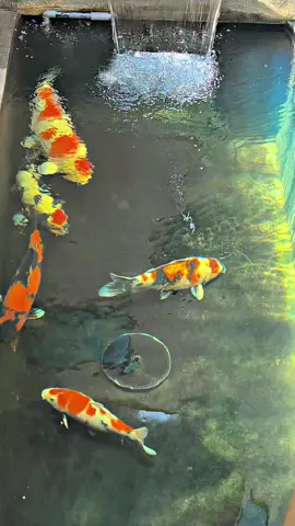kelihatan bening ❌ kelihatan sepi ✅ #koiindonesia #koijumbo #kolamkoiminimalis #koijapan 