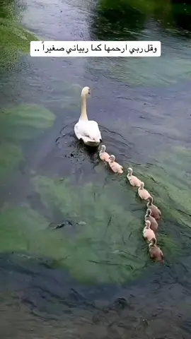 #سعوديه🇸🇦يمن🇾🇪بحرين🇧🇭قطر🇶🇦مغرب🇲🇦سوريا🇸🇾 #طبخاتي_الشهية #طبخاتي_الشهية #طبخاتي #اكسبورررر 