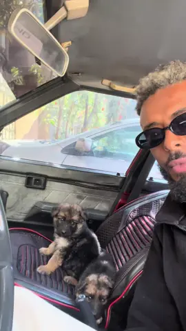 ሸገር petland  📞ዜሮ ዘጠኘ 61 ዜሮ8 78 ዜሮ4  #ethiopian_tik_tok #fyp #viral 