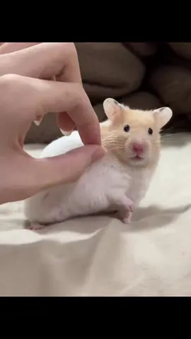 Cute hamster ❤️🐹#hamster #xuhuong #cutehamster 