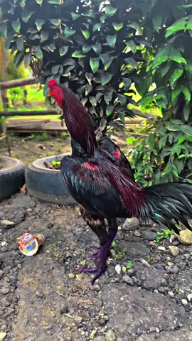 #ayambangkok #botohayam #lestarikanbudaya #fyp #ayamkonten 