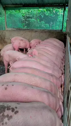 sarap sa eyes #piggery #piggerybusiness🐖🇵🇭 #youngentrepreneur #probinsya #hograiser 