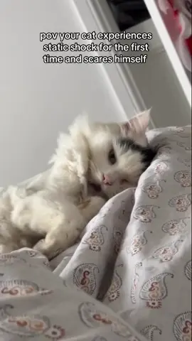 “Oh good heavens!” Ahh car  #clockstrikestwelve #clockstrikes12 #cat #pet #meowmeow 