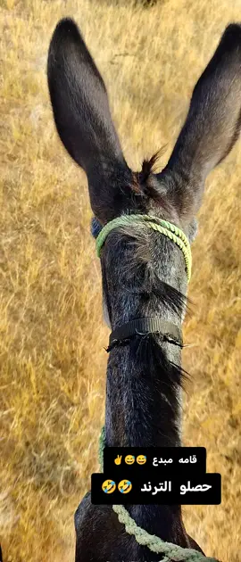 #كردافه_ي_رسول_الله_ش❤_ك🥰🥰ف🤗❤❤🌹✊✊✊ ##مليون_مشاهدة❤🔥🔥🔥🔥🔥🔥 #كردافه_الناس_القيافه 