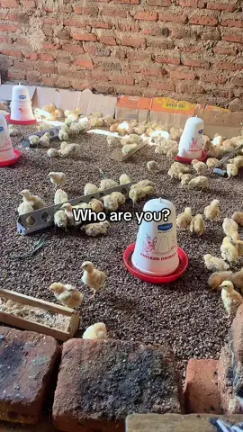 #poultryfarming #nativechickenfarming #farmersinuganda #poultryfarminginuganda 