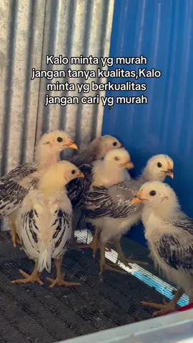 #fyp #xzbcya #kanawayonhatch #ayamimportfilipin🇵🇭 