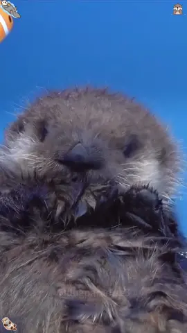 Sea otter core#cuteanimals #seaotter #cutebabyanimals #fluffy #fyp