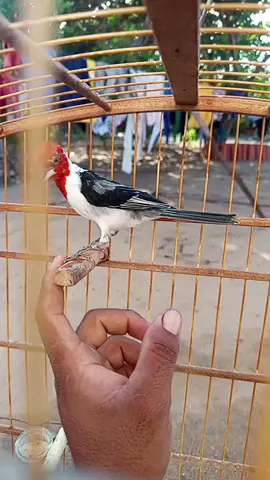 #pyfツ #galocampinanordeste #criadores #aves #viral 