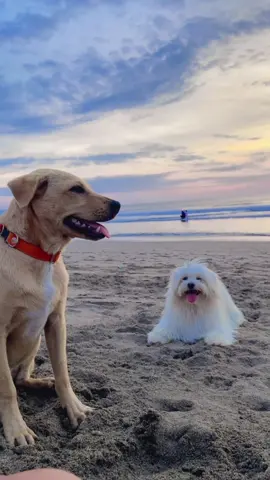 #fyp #fypシ゚viral🖤tiktok #fyppppppppppppppppppppppp #fypdongggggggg #fypage 