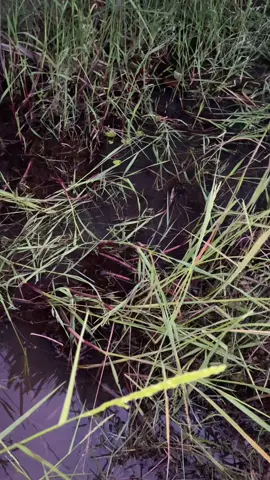 មេីល​បង្កៃ​