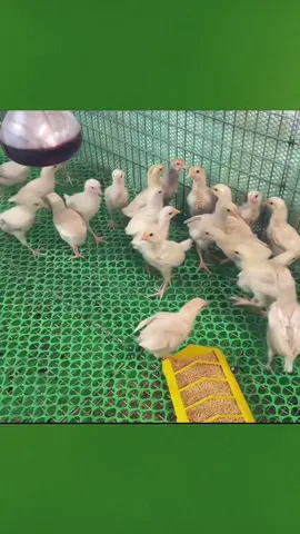 Chống cắn mổ lông bịch 100gr #chongcanmolong #gacon🐣 #cachnuoigacon #xuhuong #yeuthuongdongvat 