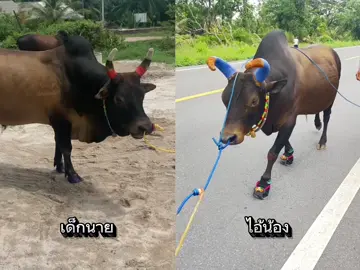 ดีคุณดีผม #วัวชน #พี่เสือแดนใต้ #พี่เสือล่าสุด #วัวชนคนสู้ #โหนดอัศวินสิงห์ล่าทรัพย์ #ดุกด้างท้องลายพันพยัคเพชรมารินทร์ ##ค่ายโคกํานันด้วงลําทับ #ฟีด
