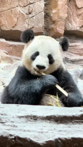 #pandaboom #pandalover🐼 #viralvideos #foryour #panda