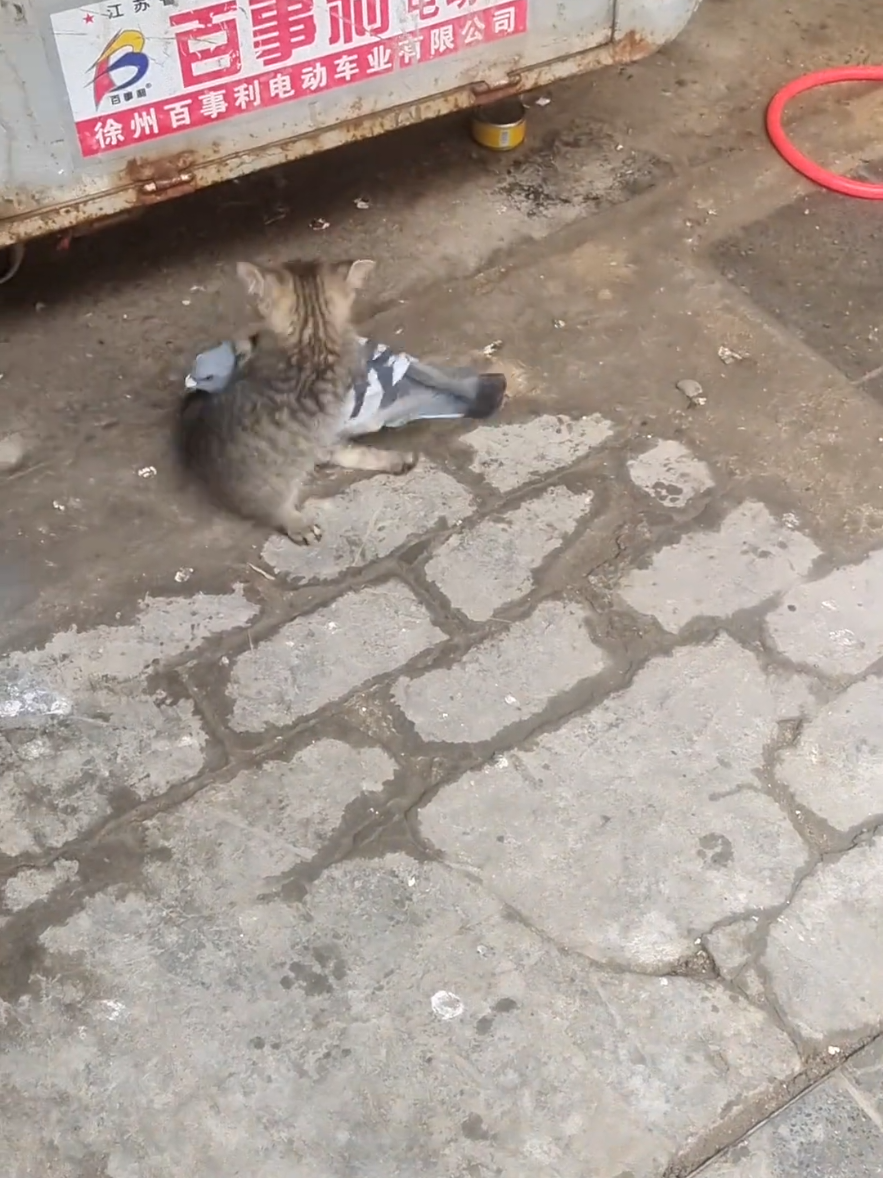 #creatorsearchinsights 