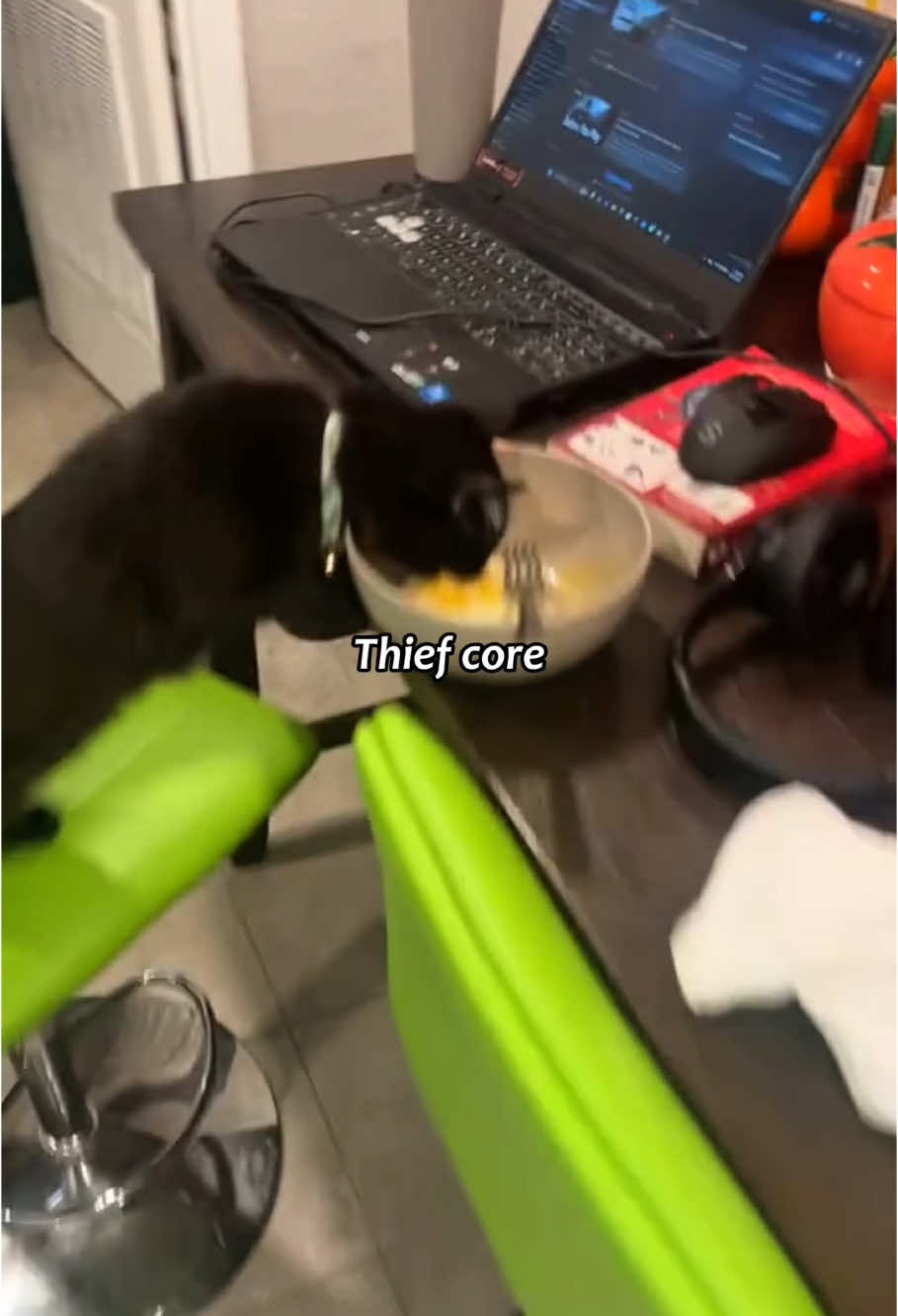 Thief Cat😹😹#cat #funny #for #fyp #funnyvideo #animal #animalsoftiktok #usa #pets