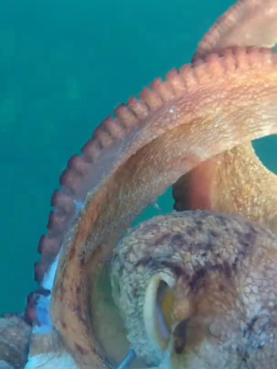 #creatorsearchinsights #octopus #millionviews #underwater #mood 