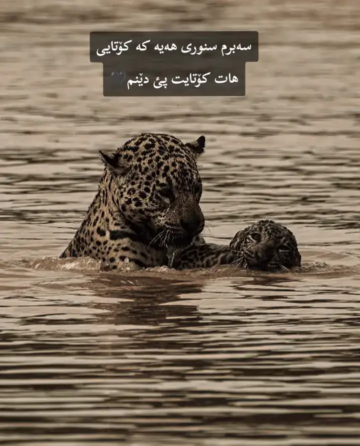 سەبرم سنوری هەیە کە کۆتای پئ هات کۆتایت پئ دەینم#aktef #acc #fyp #foryou #hawler 