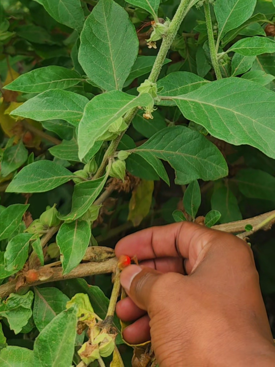 Ashwagadha Plant 