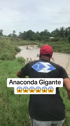 Anaconda Gigante #anaconda #serpiente #gigante #anaconda🐍 #yacumama 